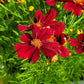 COREOPSIS PT `RED SATIN`