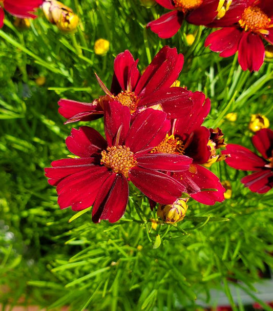 COREOPSIS PT `RED SATIN`