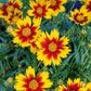 COREOPSIS LI`L BANG `DAYBREAK`