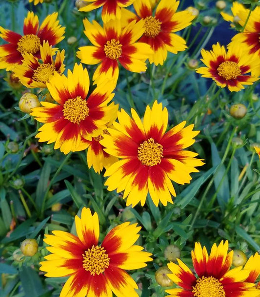 COREOPSIS LI`L BANG `DAYBREAK`