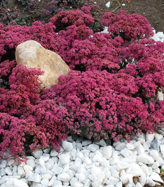 SEDUM SUN SPARKLER `DAZZLEBERRY`
