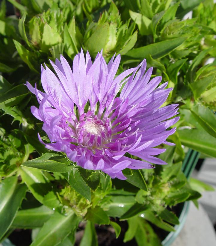 STOKESIA LAEVIS `MEL`S BLUE`