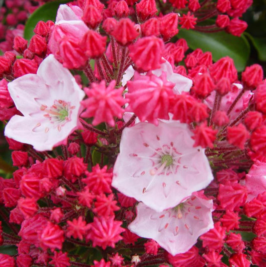 KALMIA LATIFOLIA `OLYMPIC FIRE`