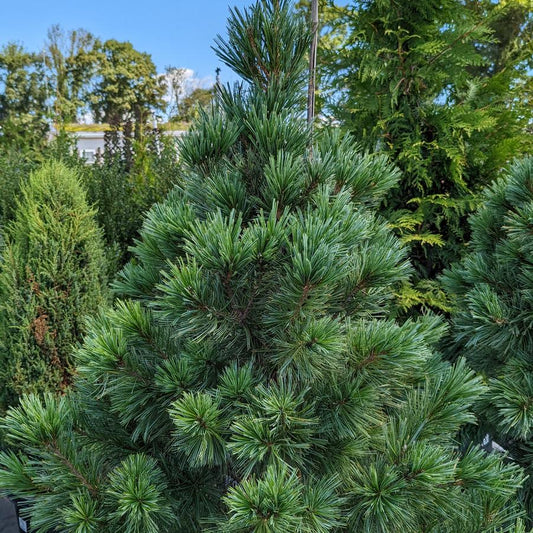 PINUS FLEXILIS `VANDERWOLF`S PYRAMID`