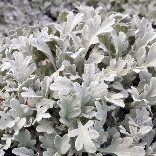 ARTEMISIA ST. `SILVER BROCADE`