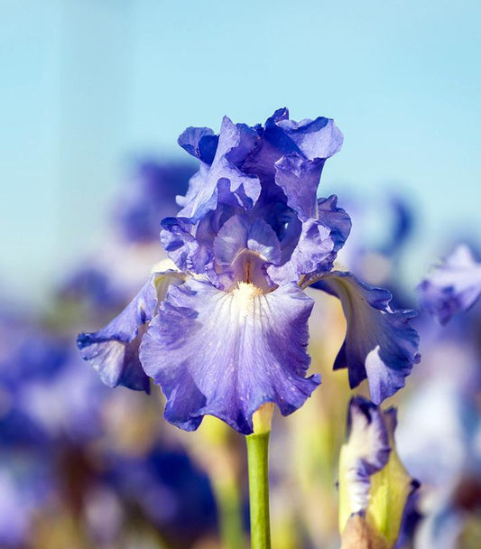 IRIS GERMANICA `VICTORIA FALLS` (BLUE)