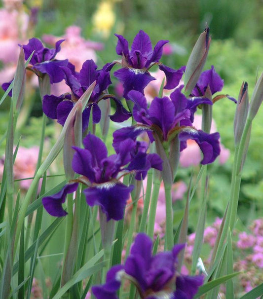 IRIS SIBIRICA `RUFFLED VELVET`