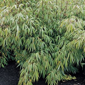 BAMBOO FARGESIA RUFA