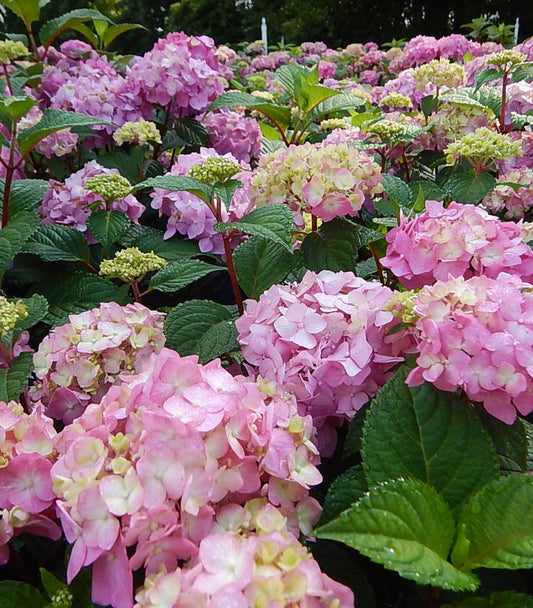 Hydrangea mac. Bloom Struck-Bigleaf hydrangea