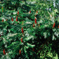 RHUS GLABRA
