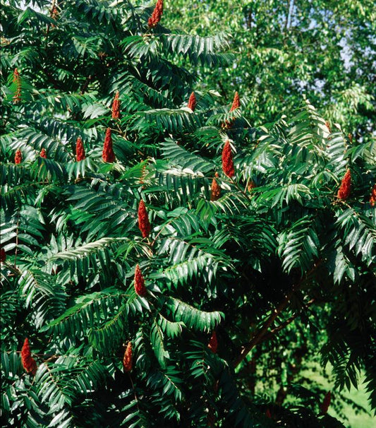 RHUS GLABRA