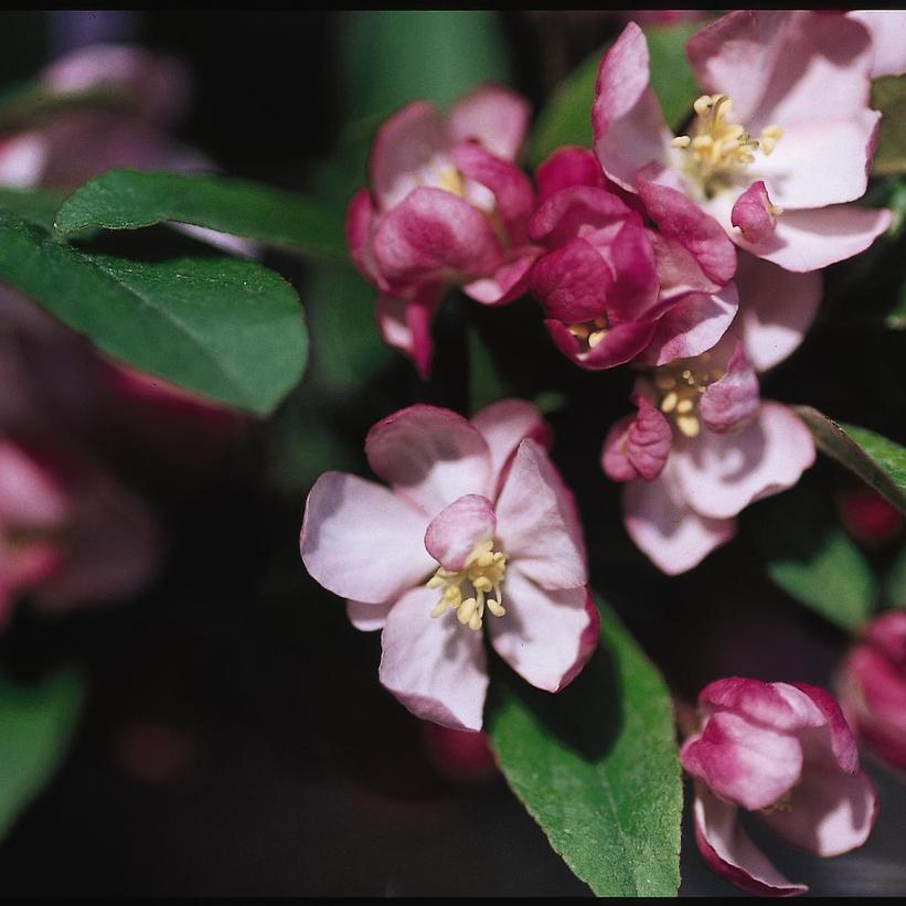 MALUS X `CORALBURST`