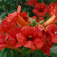 CAMPSIS X TAG. `SUMMER JAZZ FIRE`