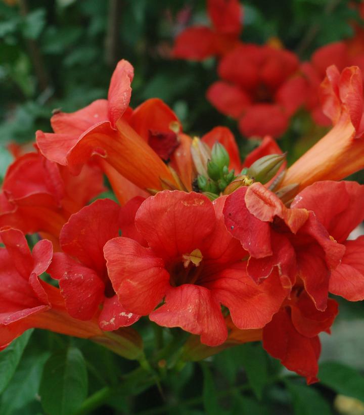 CAMPSIS X TAG. `SUMMER JAZZ FIRE`