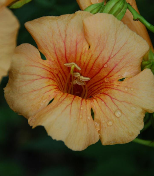 CAMPSIS X TAG. `SUMMER JAZZ SUNRISE GOLD`