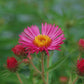 ASTER NOVAE-ANGLIAE `ALMA POTSCHKE`