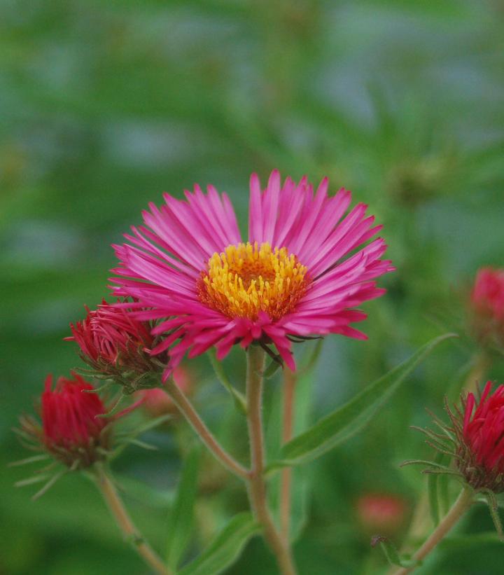 ASTER NOVAE-ANGLIAE `ALMA POTSCHKE`