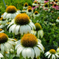 ECHINACEA PURPUREA `HAPPY STAR`