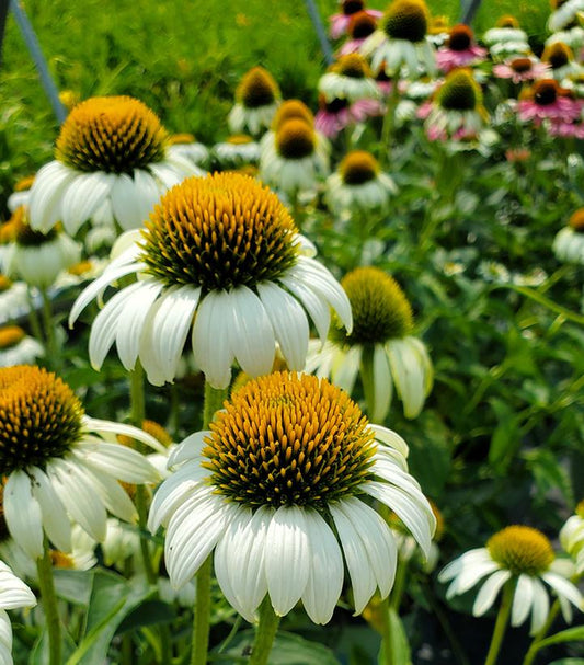 ECHINACEA PURPUREA `HAPPY STAR`