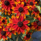 RUDBECKIA TRILOBA `PRAIRIE GLOW`