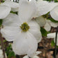 CORNUS FLORIDA `CLOUD NINE`