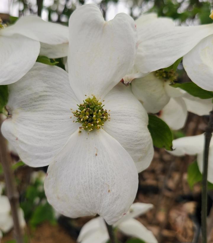 CORNUS FLORIDA `CLOUD NINE`