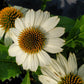 ECHINACEA PURPUREA `POW WOW WHITE`