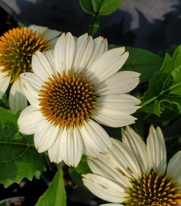 ECHINACEA PURPUREA `POW WOW WHITE`