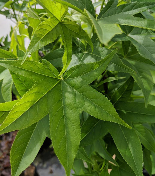 LIQUIDAMBAR STYRACIFLUA `SLENDER SILHOUETTE`
