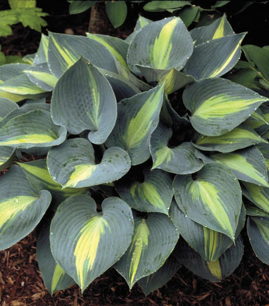 HOSTA `TOUCH OF CLASS`
