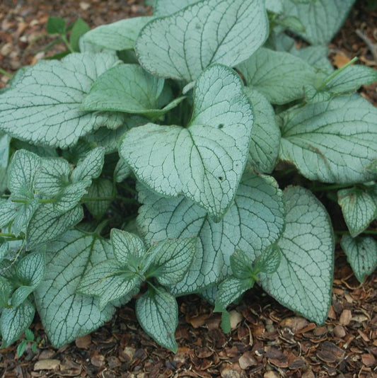 BRUNNERA MACROPHYLLA GARDEN CANDY™ `SEA HEART`