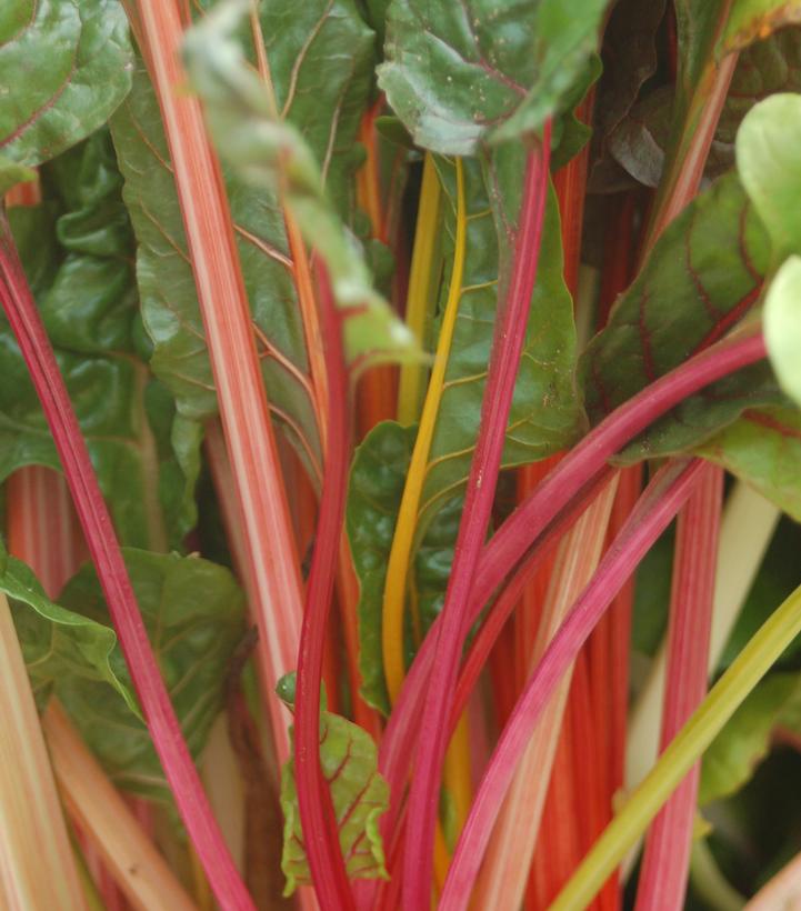 SWISS CHARD `BRIGHT LIGHTS`