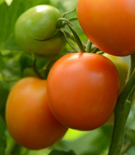 TOMATO HM `PERFECT FLAME` (SALAD)