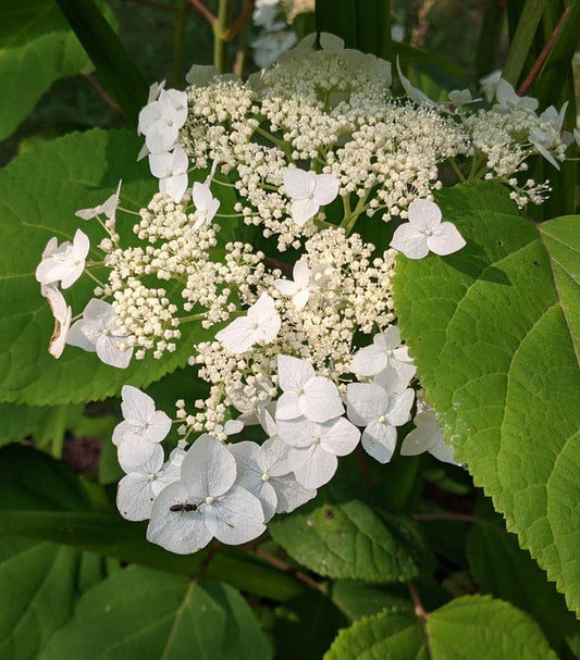 HYDRANGEA ARB. `HAAS` HALO`