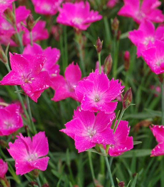 DIANTHUS `SUNFLOR KAHORI`