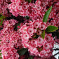 KALMIA LATIFOLIA `KEEPSAKE`