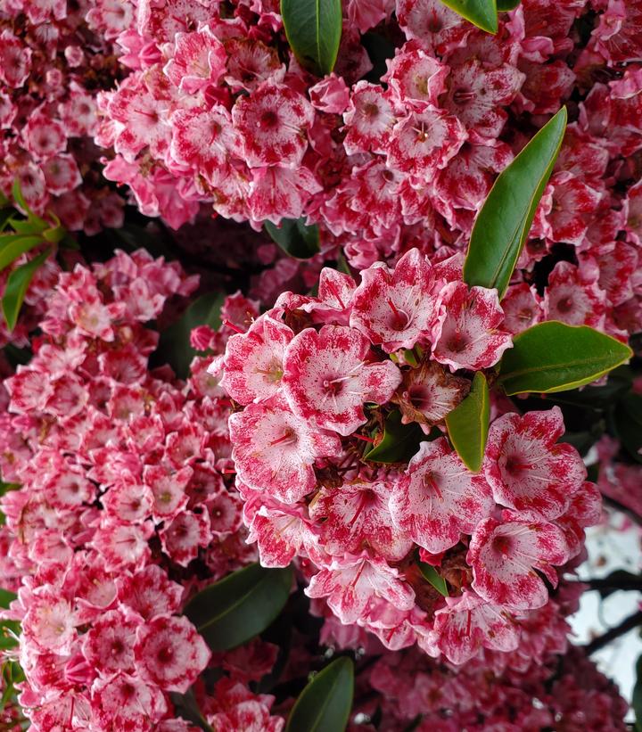 KALMIA LATIFOLIA `KEEPSAKE`