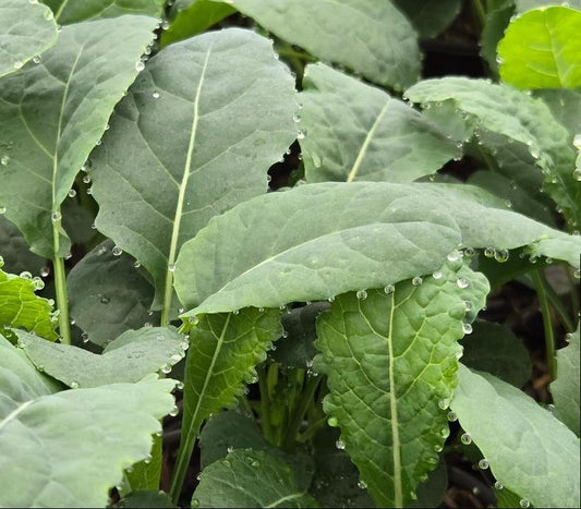 KALE EDIBLE `TOSCANO`