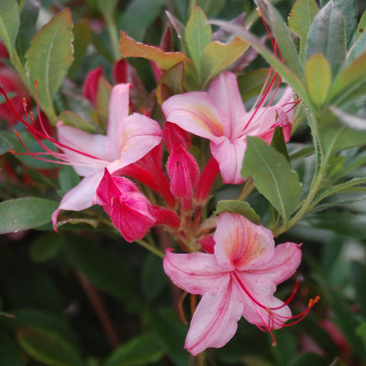 AZALEA VISCOSUM `LOLLIPOP`