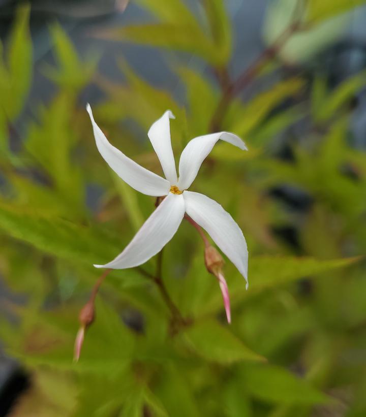PORTERANTHUS TRIFOLIATUS `PINK PROFUSION`