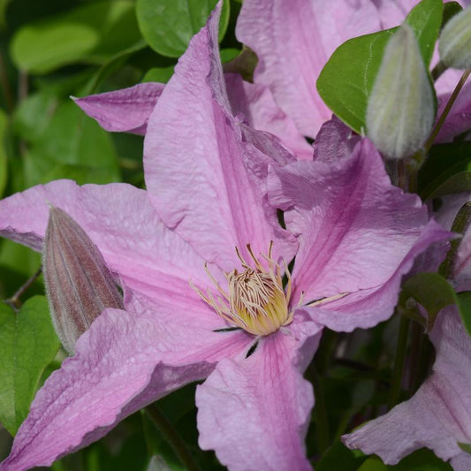 CLEMATIS `SALLY` (MUST SLEEVE)