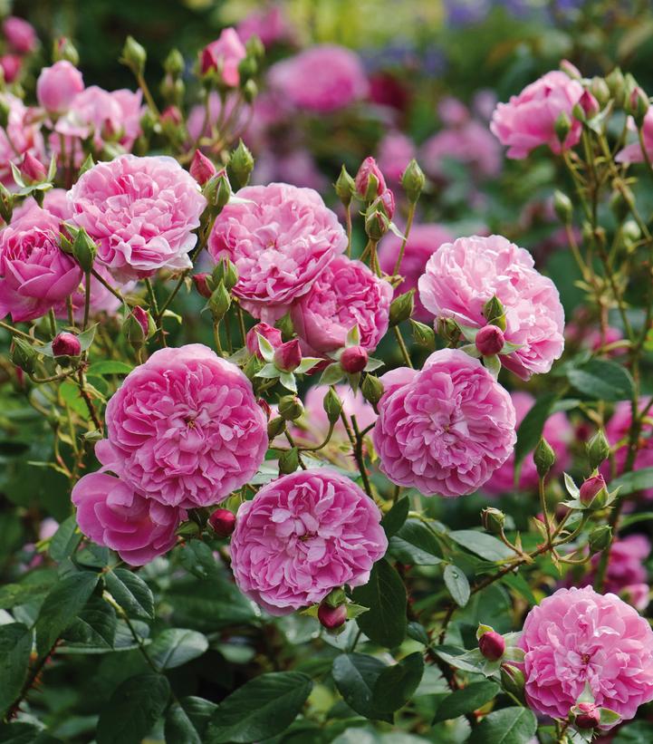 ROSA `HARLOW CARR`