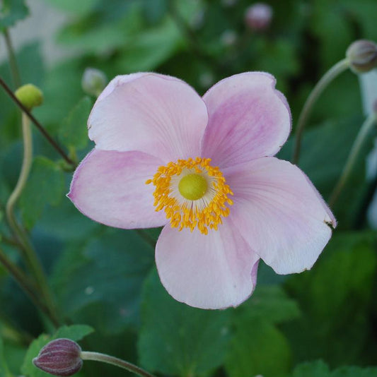 ANEMONE TOM. `ROBUSTISSIMA`