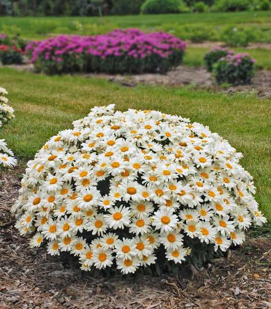 LEUCANTHEMUM `WHOOPS-A-DAISY`
