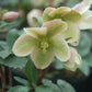 HELLEBORUS X `IVORY PRINCE`