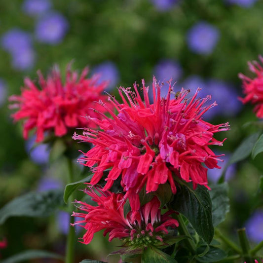 MONARDA SB `CHERRY POPS`