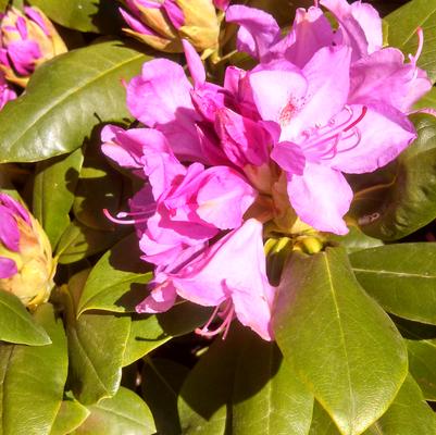 RHODODENDRON C. `PURPUREUM ELEGANS`