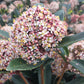 SKIMMIA JAPONICA - FEMALE-Japanese Skimmia