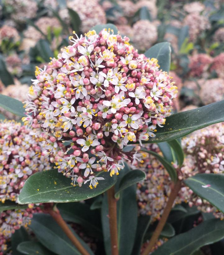 SKIMMIA JAPONICA - FEMALE