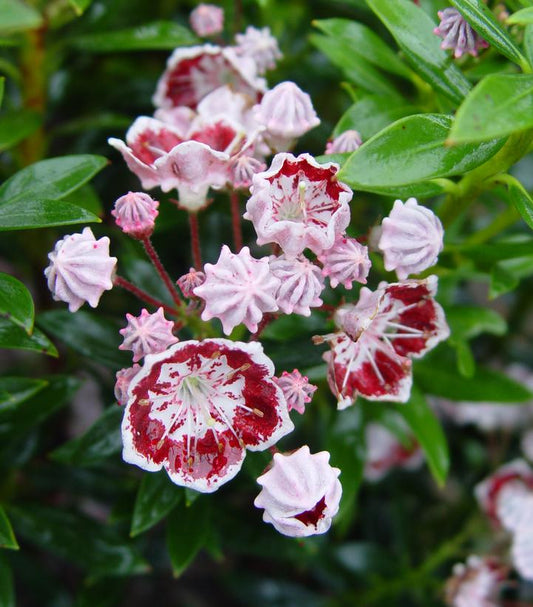 KALMIA LATIFOLIA `MINUET`